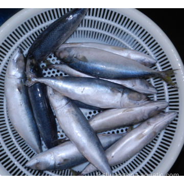 Meilleur prix Frozen Pacific MacKerel Fish 200-300g Stock